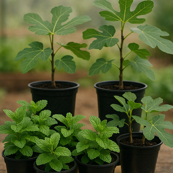 Young seedlings sprouting from dark soil with soft sunlight in a natural garden setting
