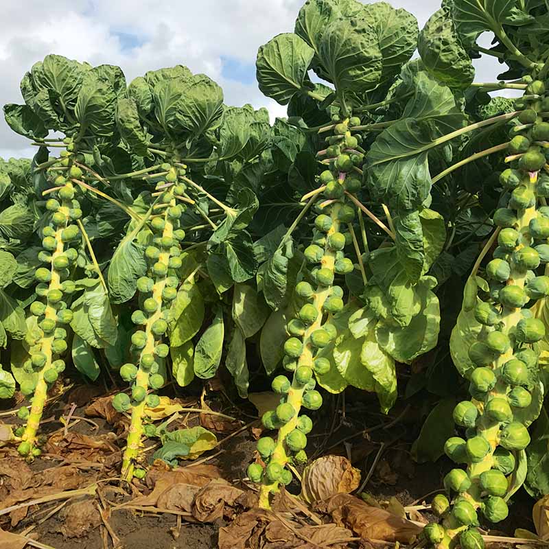 Brussels Sprouts Seeds