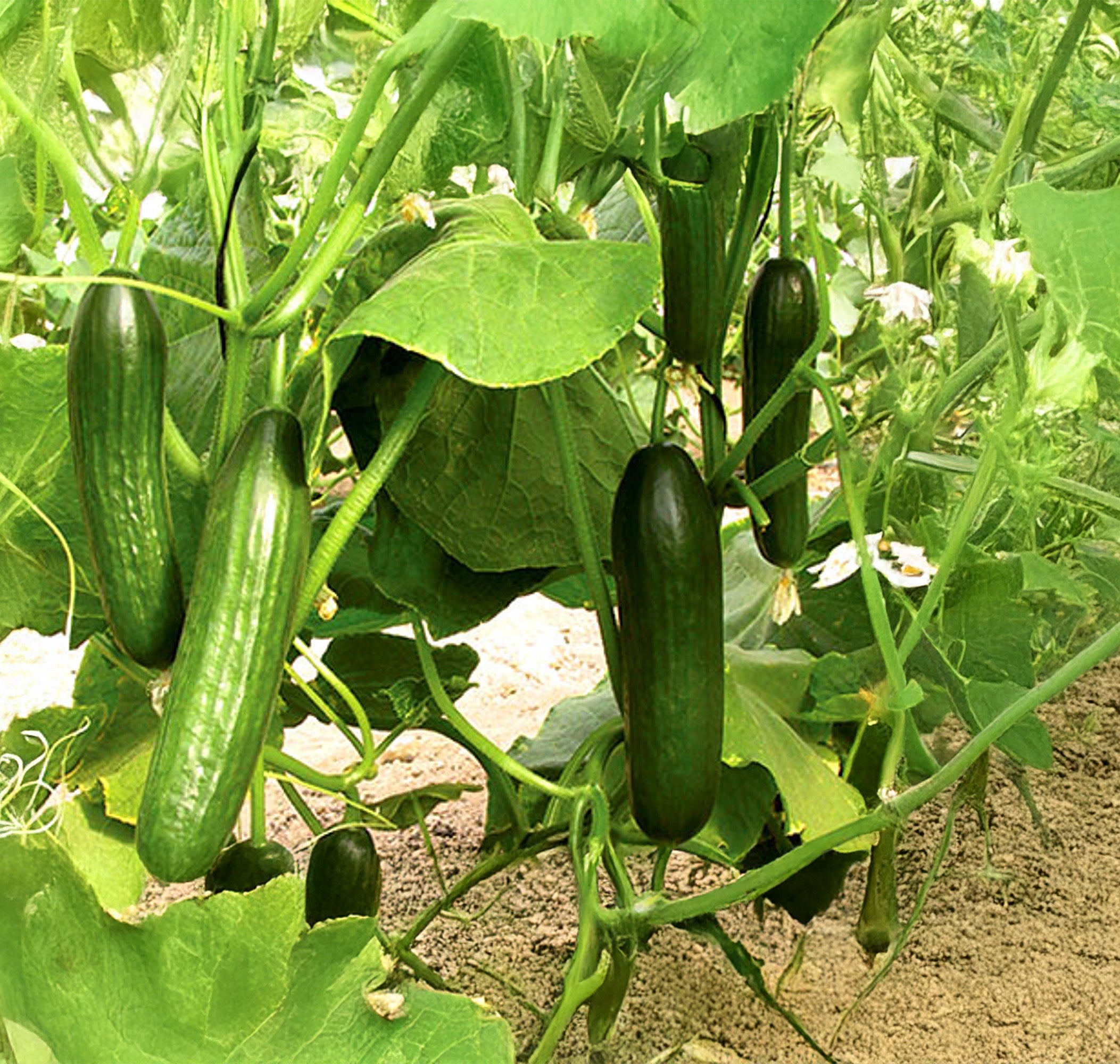 Cucumber Seeds, Beit Alpha