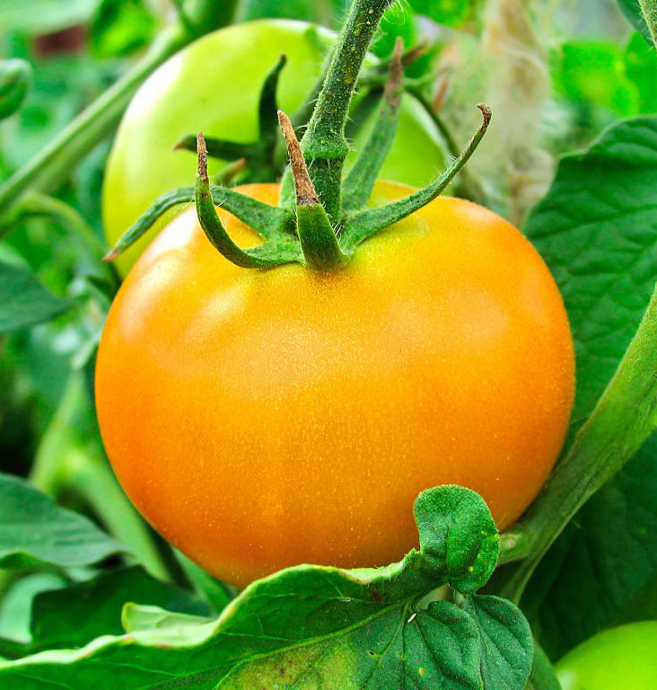 Golden Jubilee Tomato Seeds