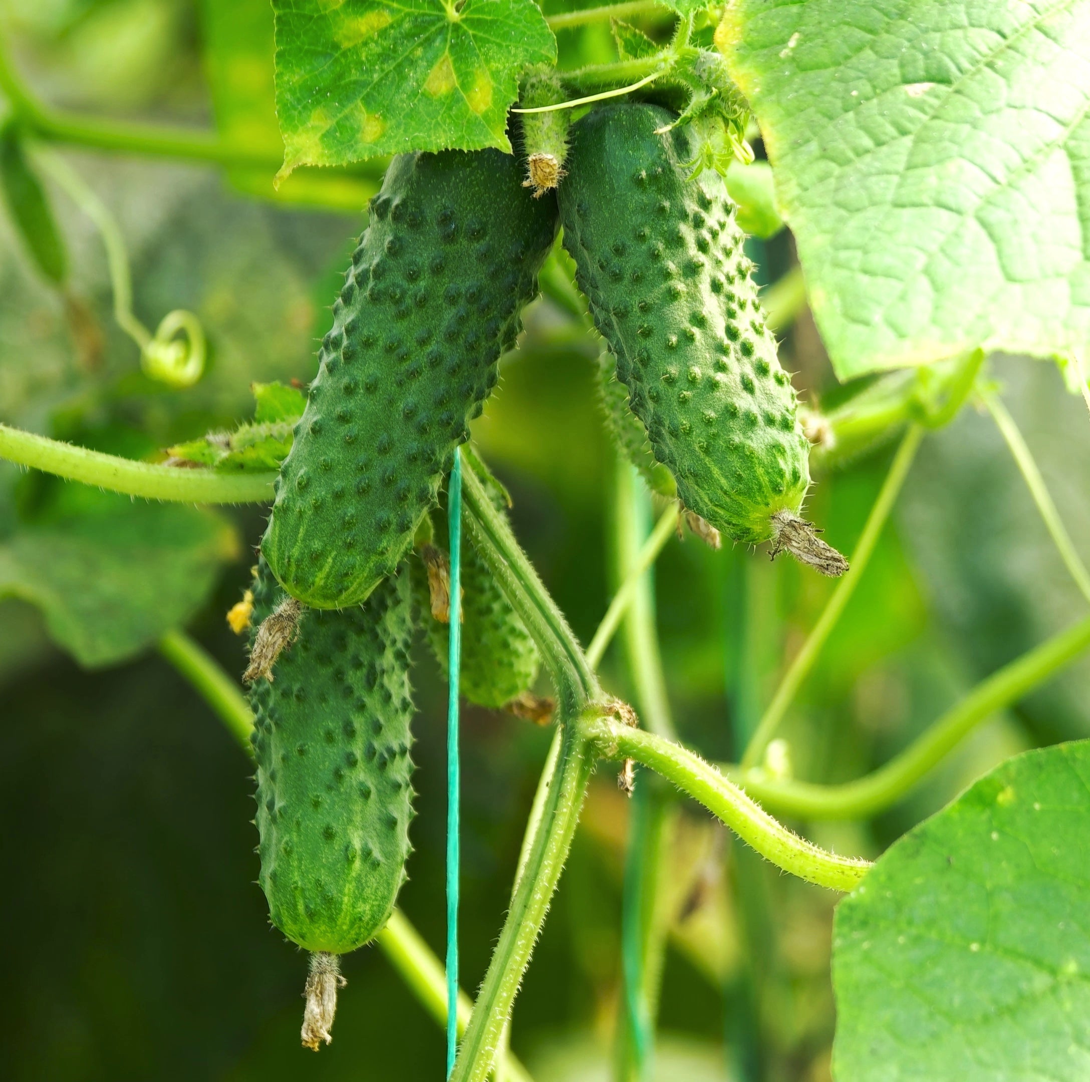 Boston Pickling Cucumber Seeds