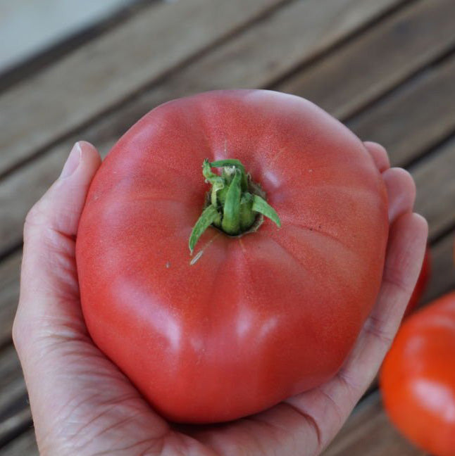 Tomato Lovers Combo – 4 Individually Packaged Varieties