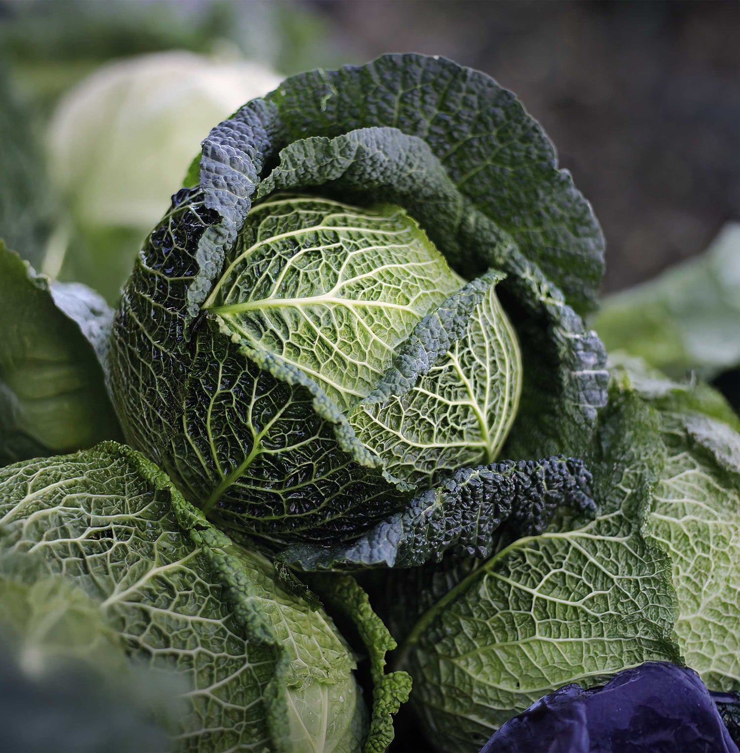 Cabbage Seeds, Savoy Perfection