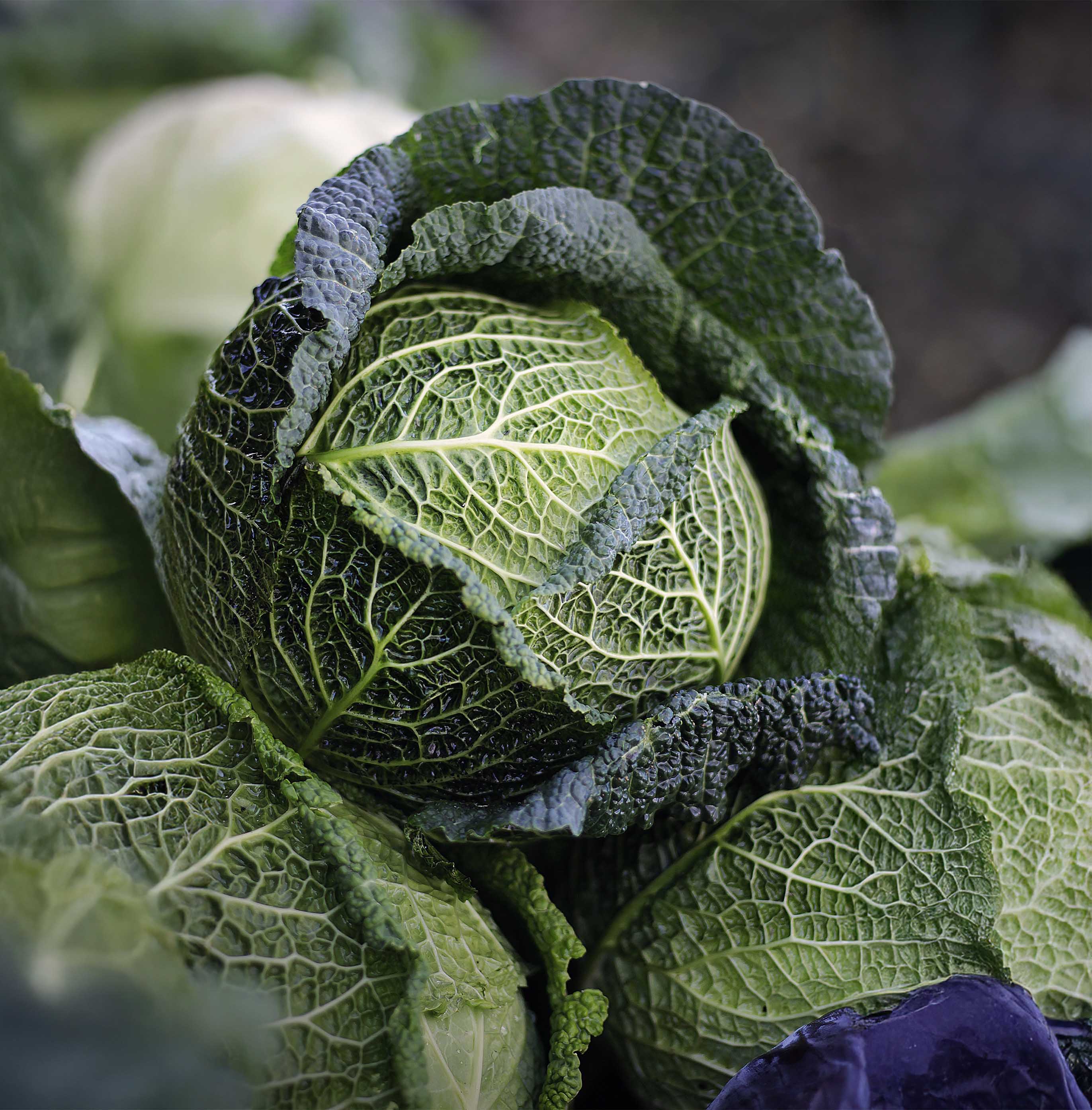 Savoy Perfection Cabbage Seeds