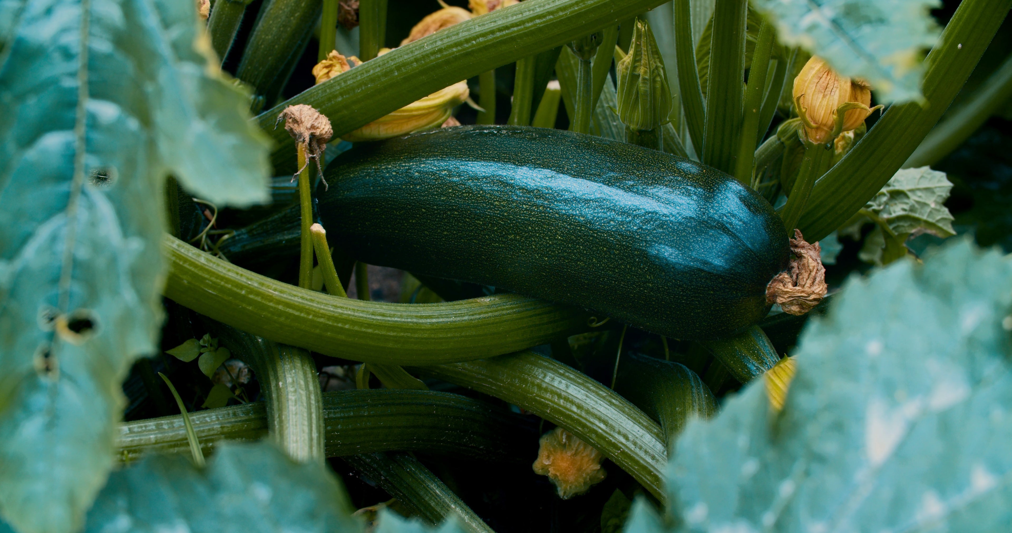 Ultimate Squash Collection – 9 Individually Packaged Varieties