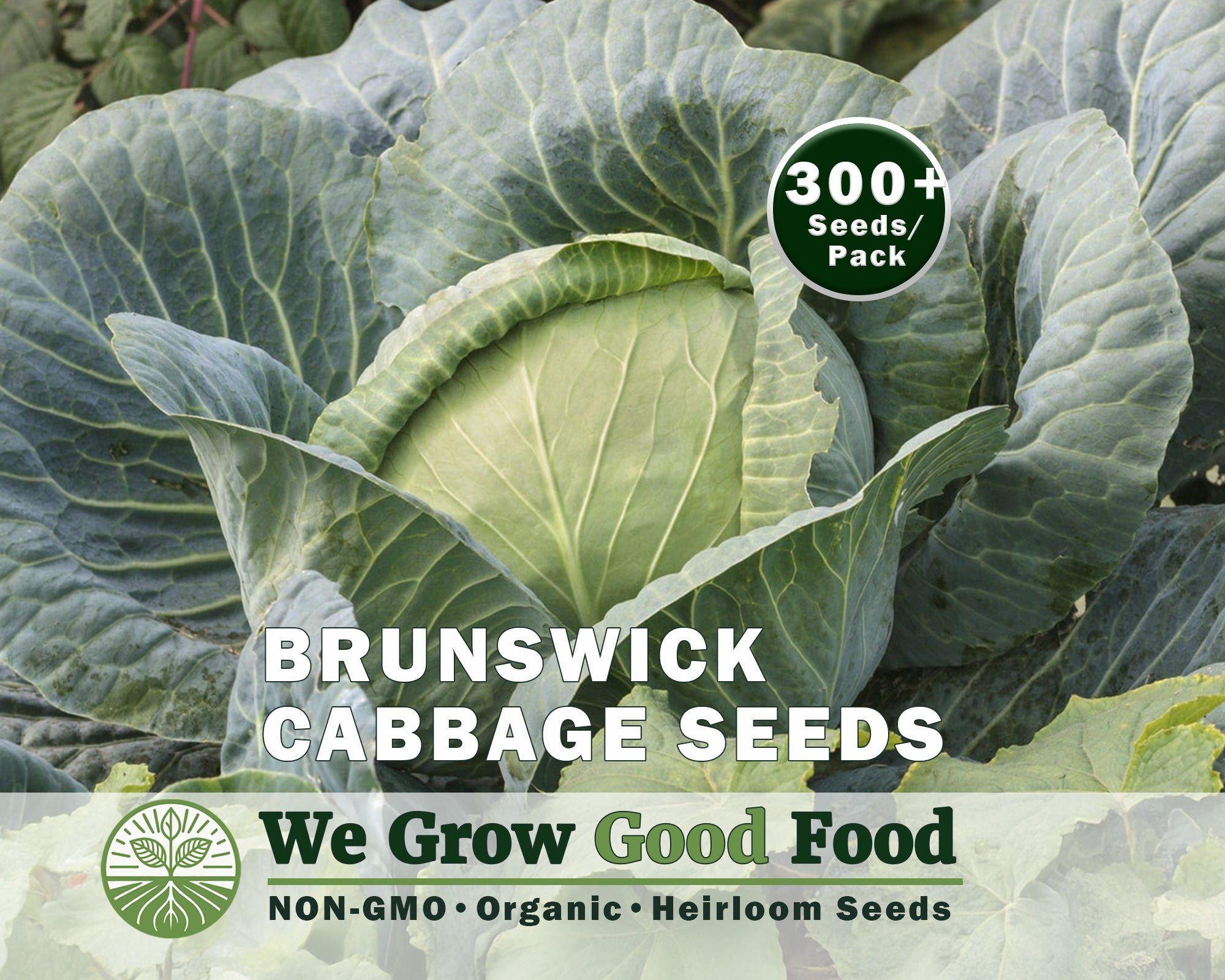 Cabbage Seeds, Brunswick Cabbage