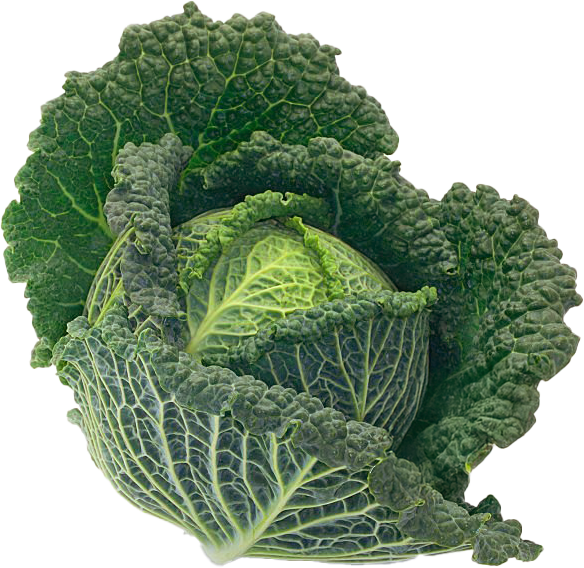 Savoy Perfection Cabbage Seeds