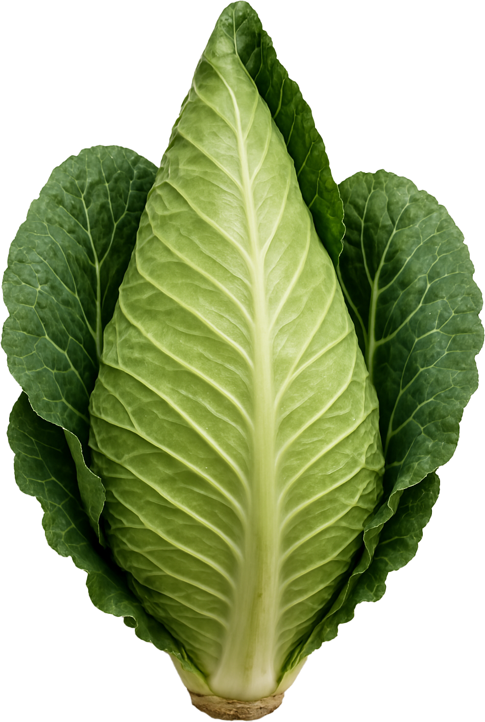 Early Jersey Wakefield Cabbage Seeds