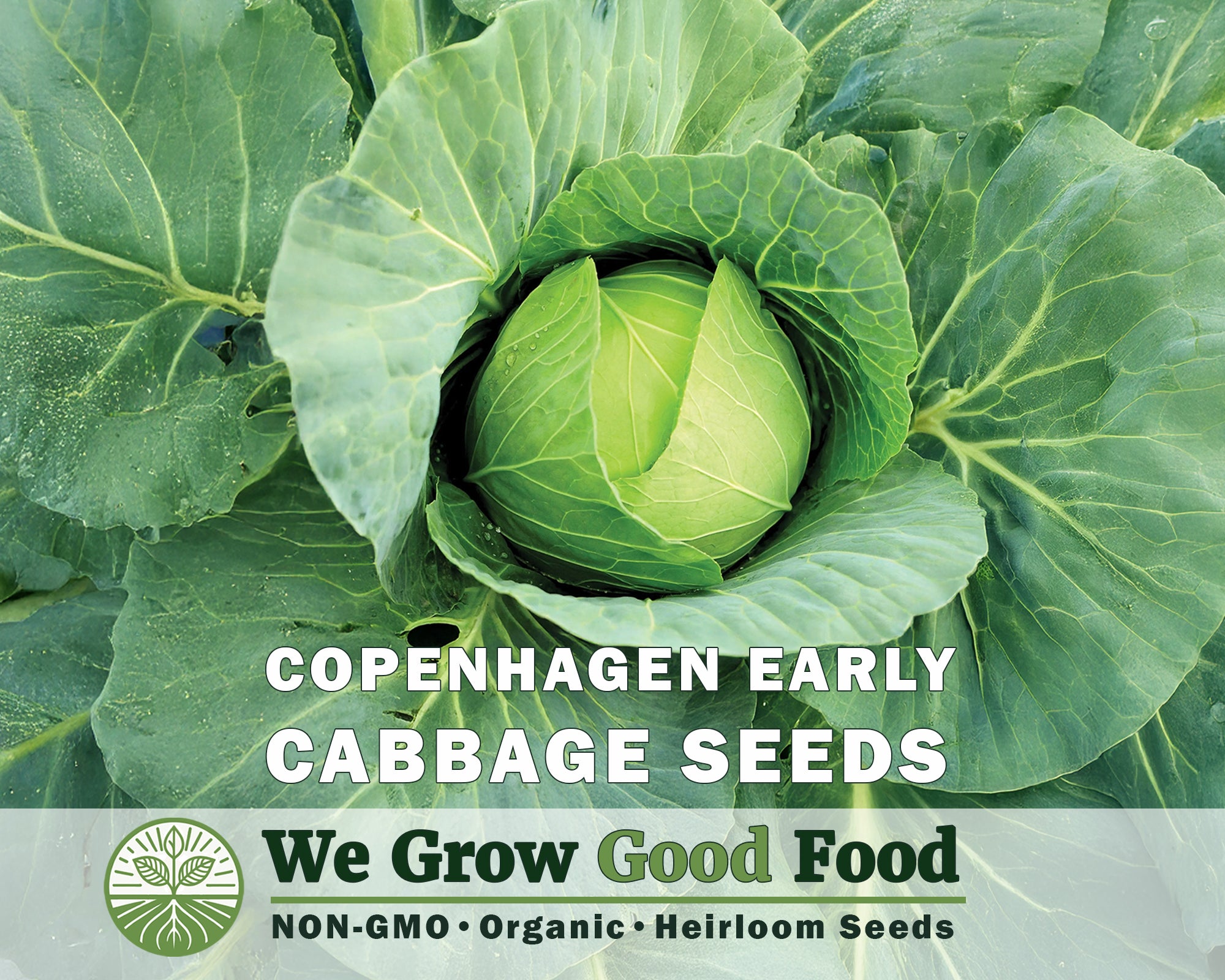 Cabbage Combo - 7 Varieties