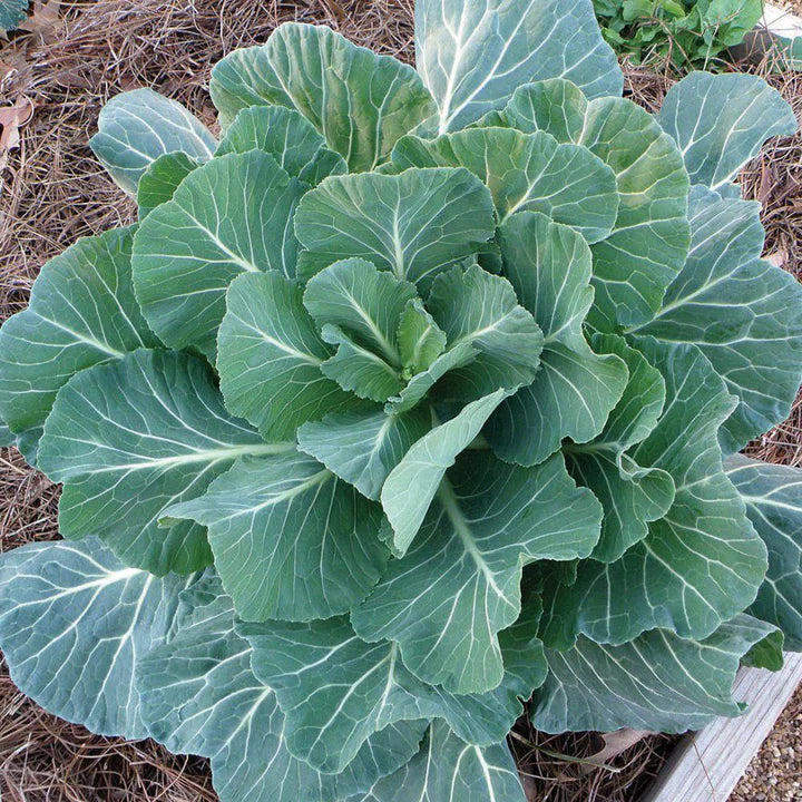 Georgia Great Collards Seeds