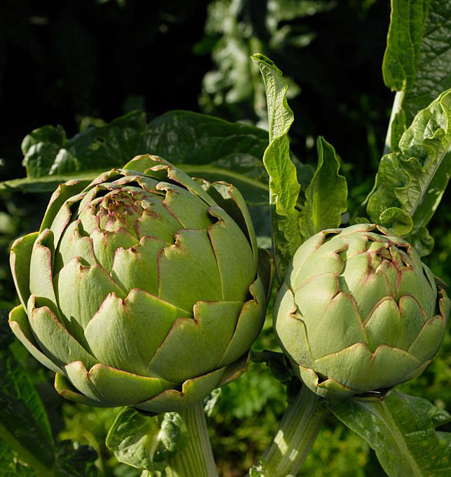 Green Globe Artichoke Seeds