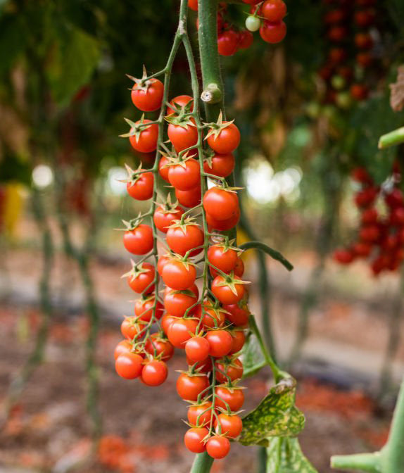 Tomato Lovers Combo – 4 Individually Packaged Varieties