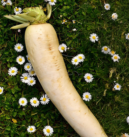 Long white Japanese Minowase daikon radish growing in soil