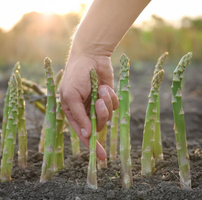 Mary Washington Asparagus Seeds