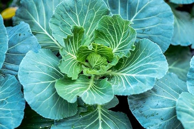 Morris Heading Collards Seeds
