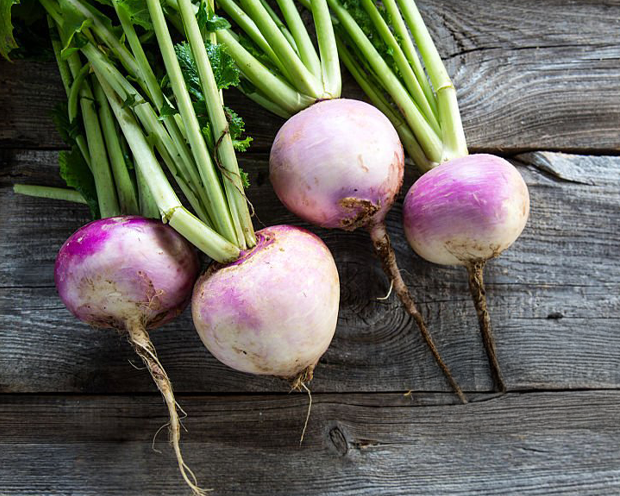 Turnip Seeds, Purple Top