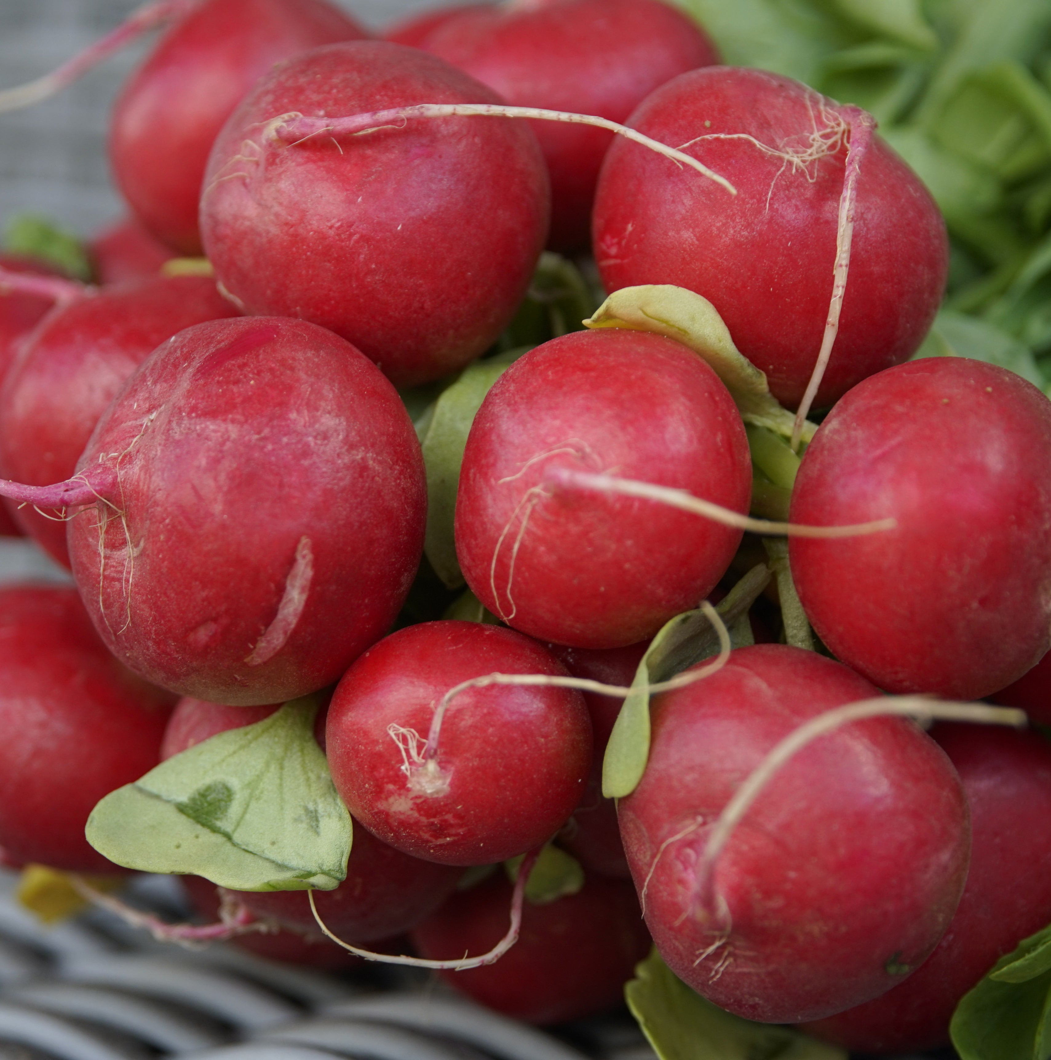 Classic red Cherry Belle radishes with round shape and bright leaves