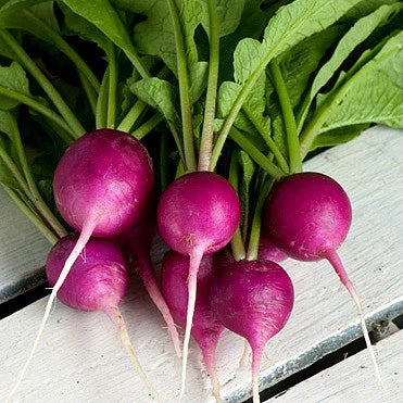 Glossy Purple Plum radishes with white tips and leafy greens