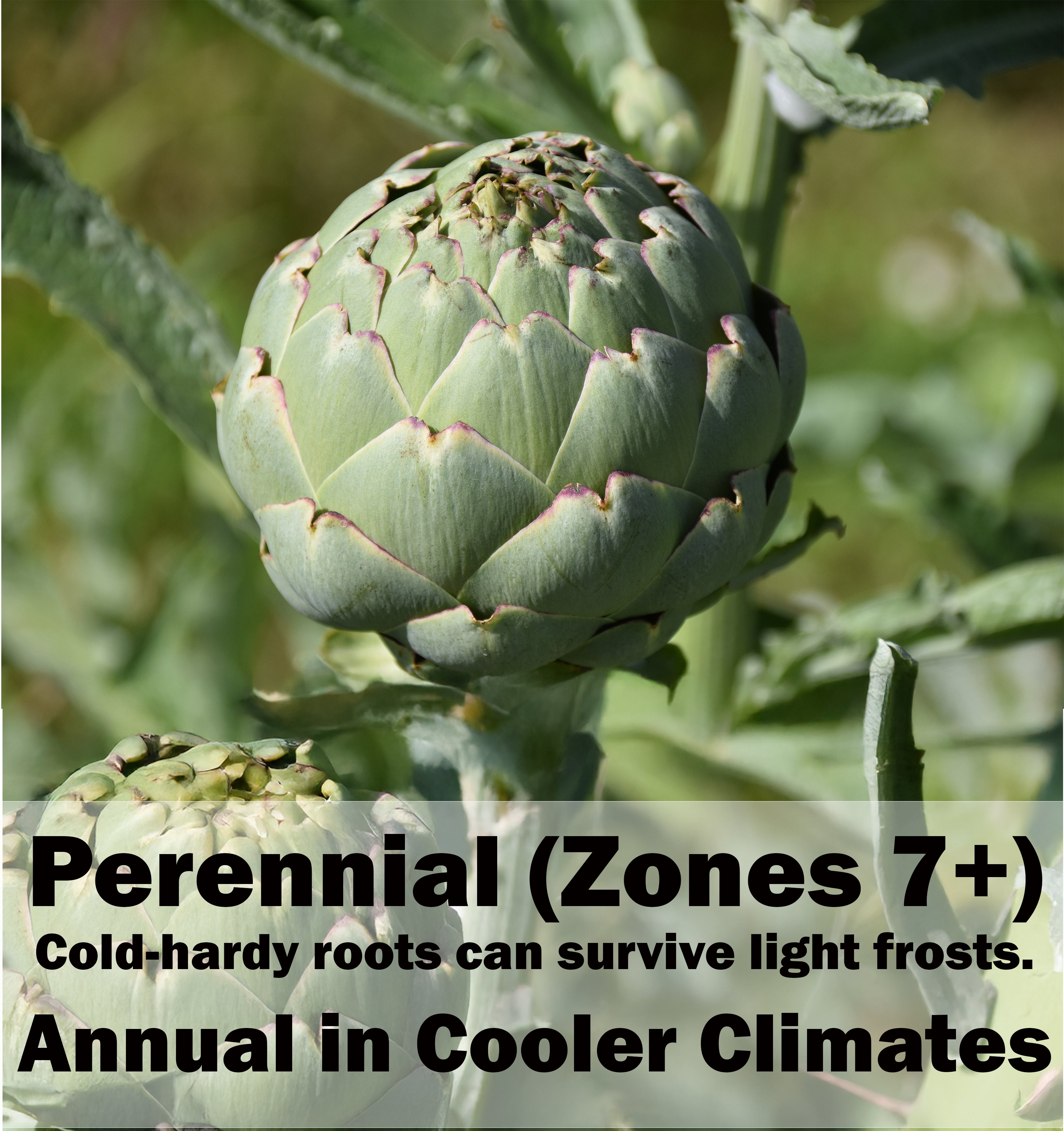 Green Globe Artichoke Seeds