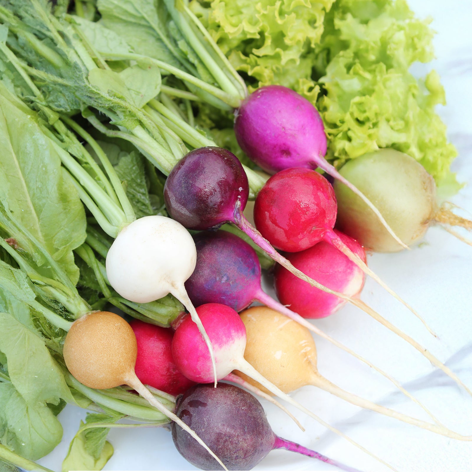 Rainbow Mix Radishes – Colorful Fast-Growing Spring Crop