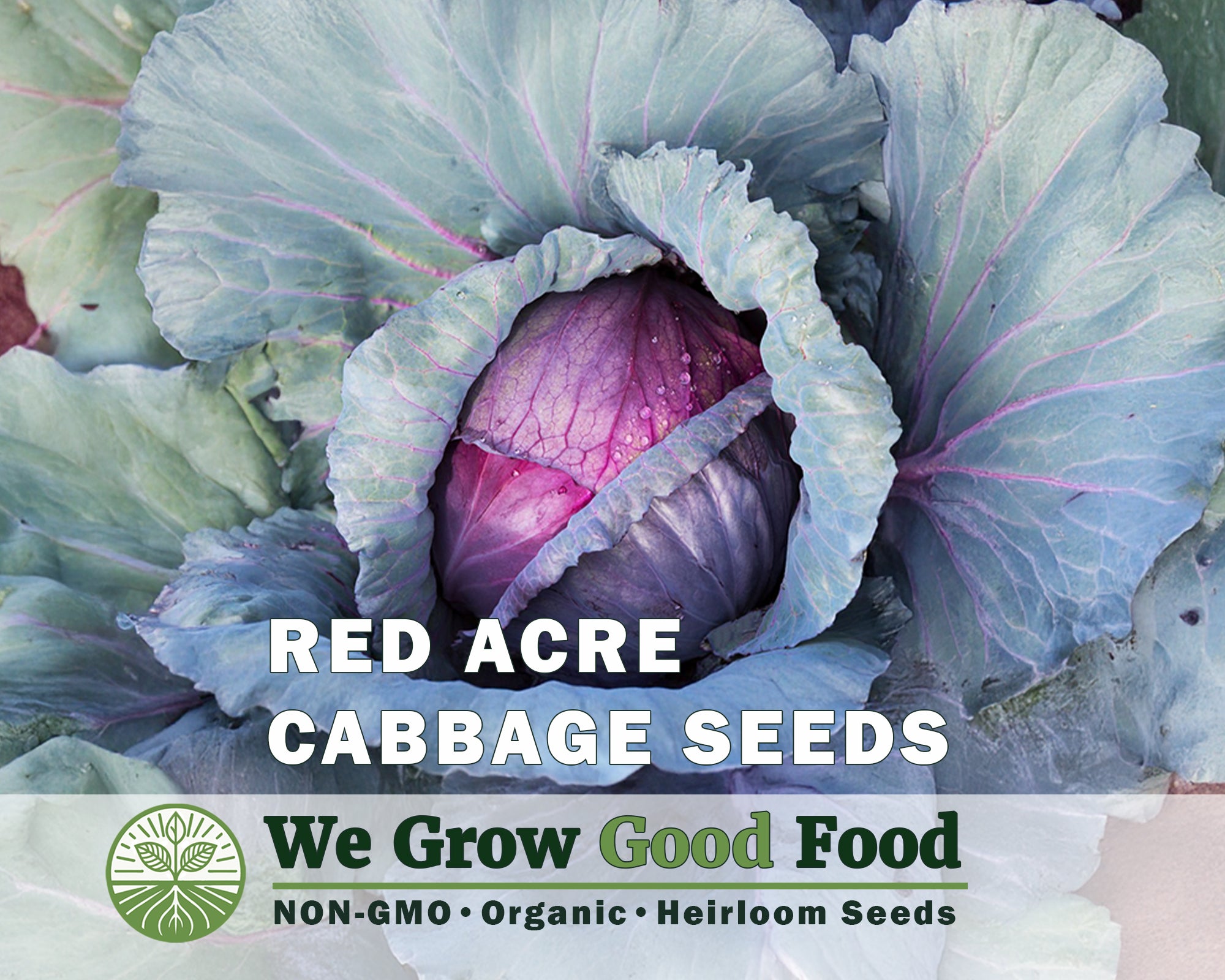 Cabbage Combo - 7 Varieties