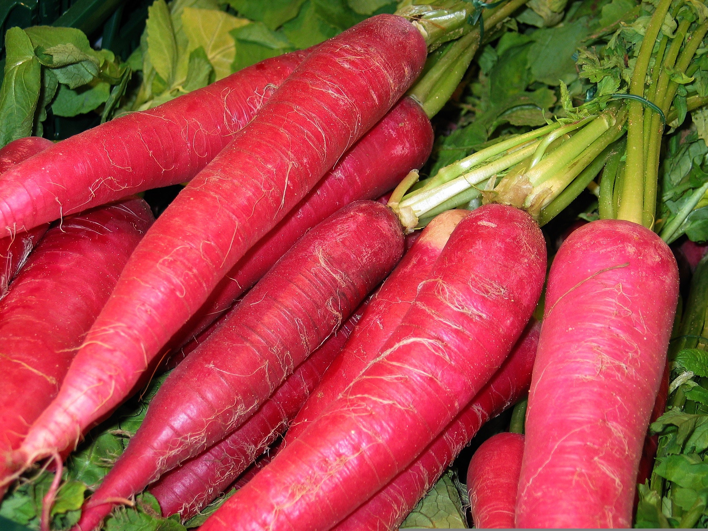Red Daikon Radish – Bold, Spicy, and Beautiful