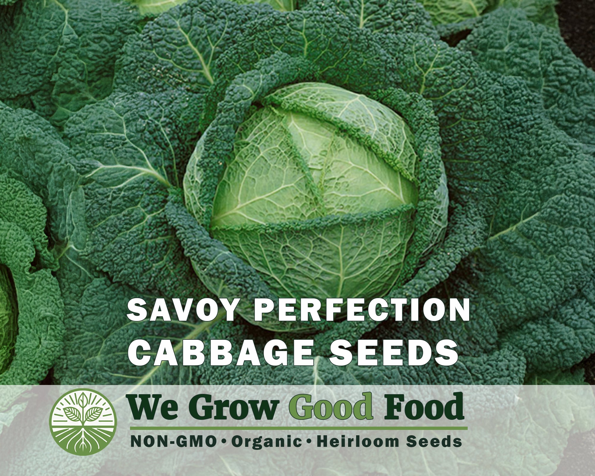 Cabbage Seeds, Savoy Perfection