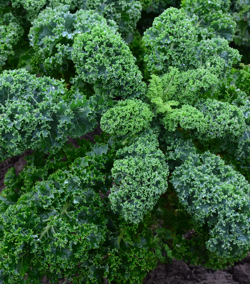 Vates Blue Scotch Curled Kale Seeds