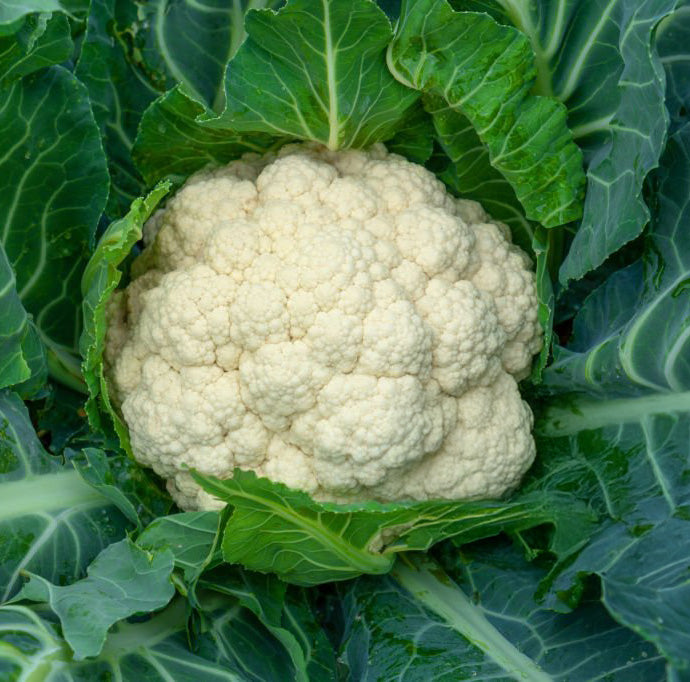 Snowball Improved Cauliflower Seeds