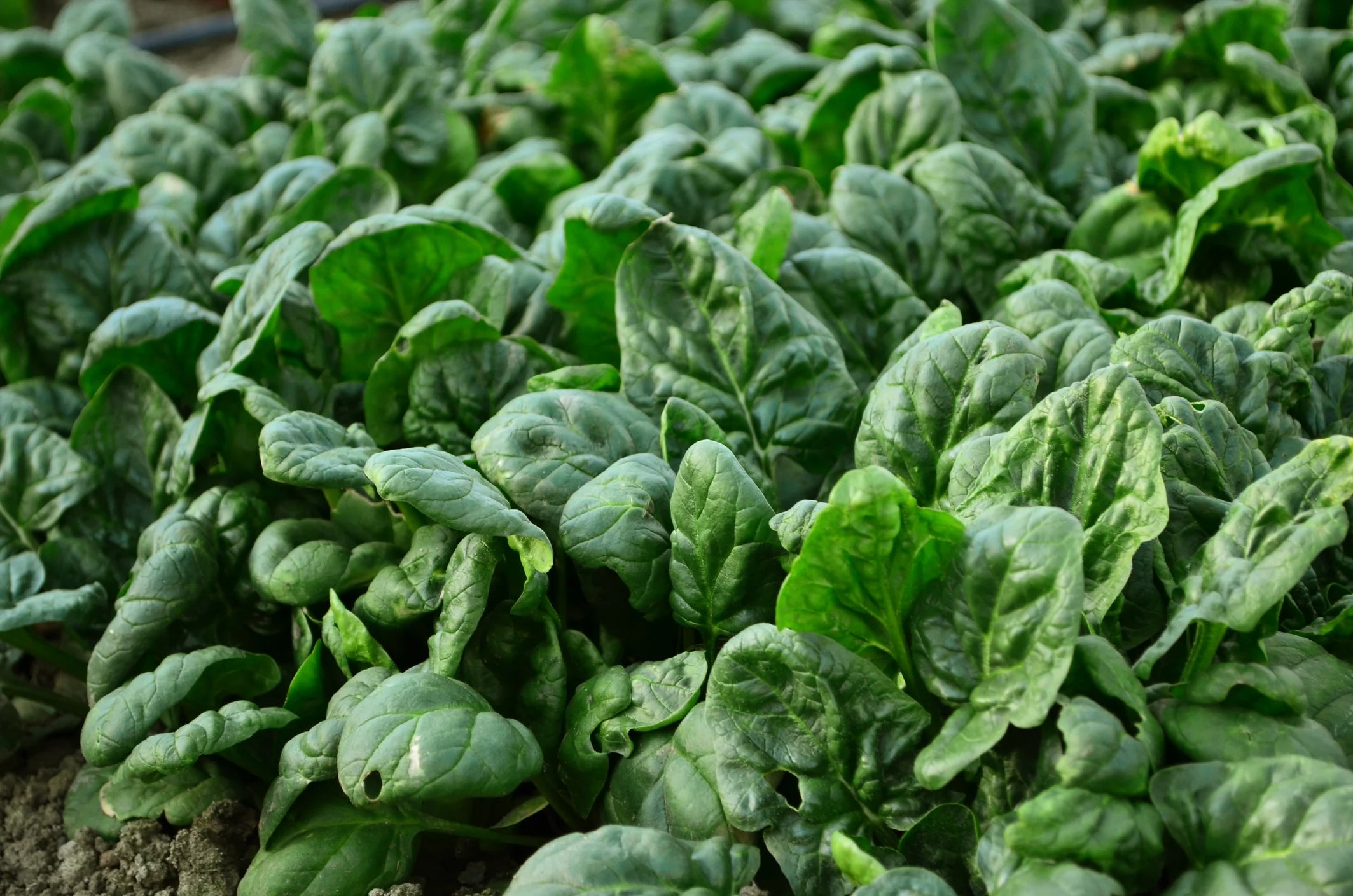 Bloomsdale Spinach Seeds