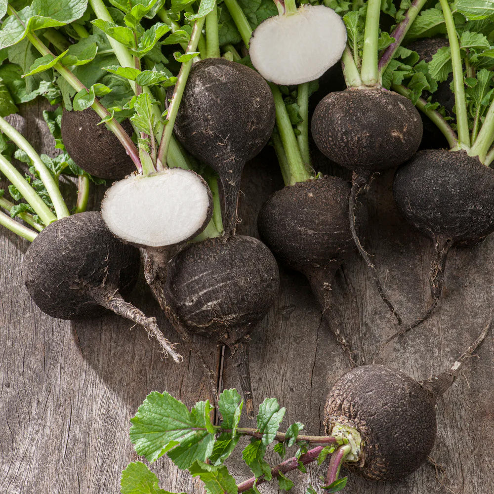 Cold-Hardy Black Radish for Winter Storage