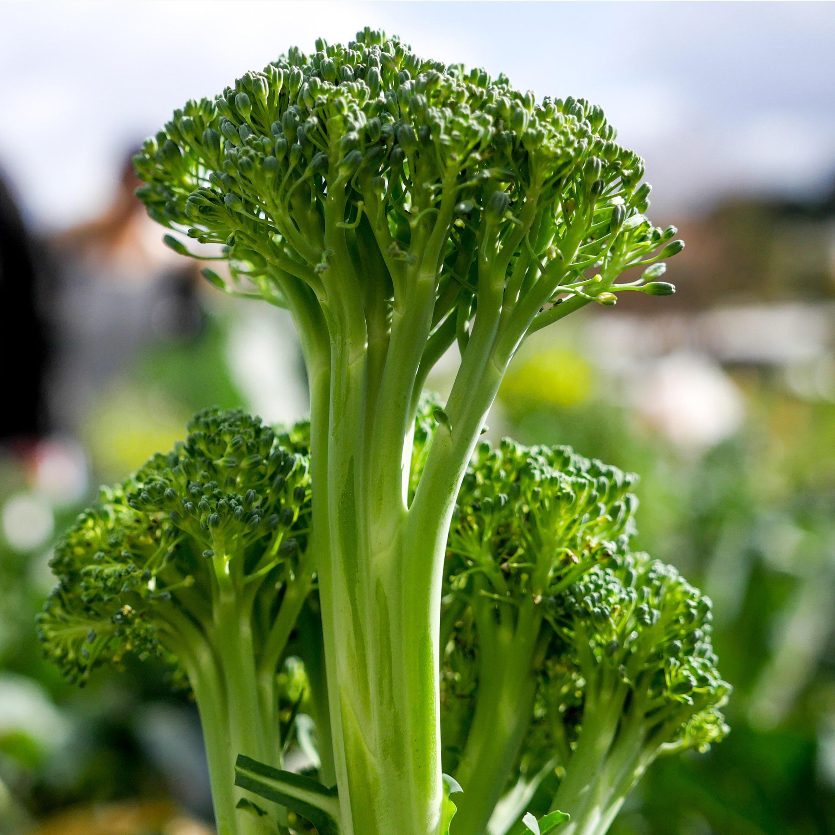 Waltham 29 Broccoli Seeds