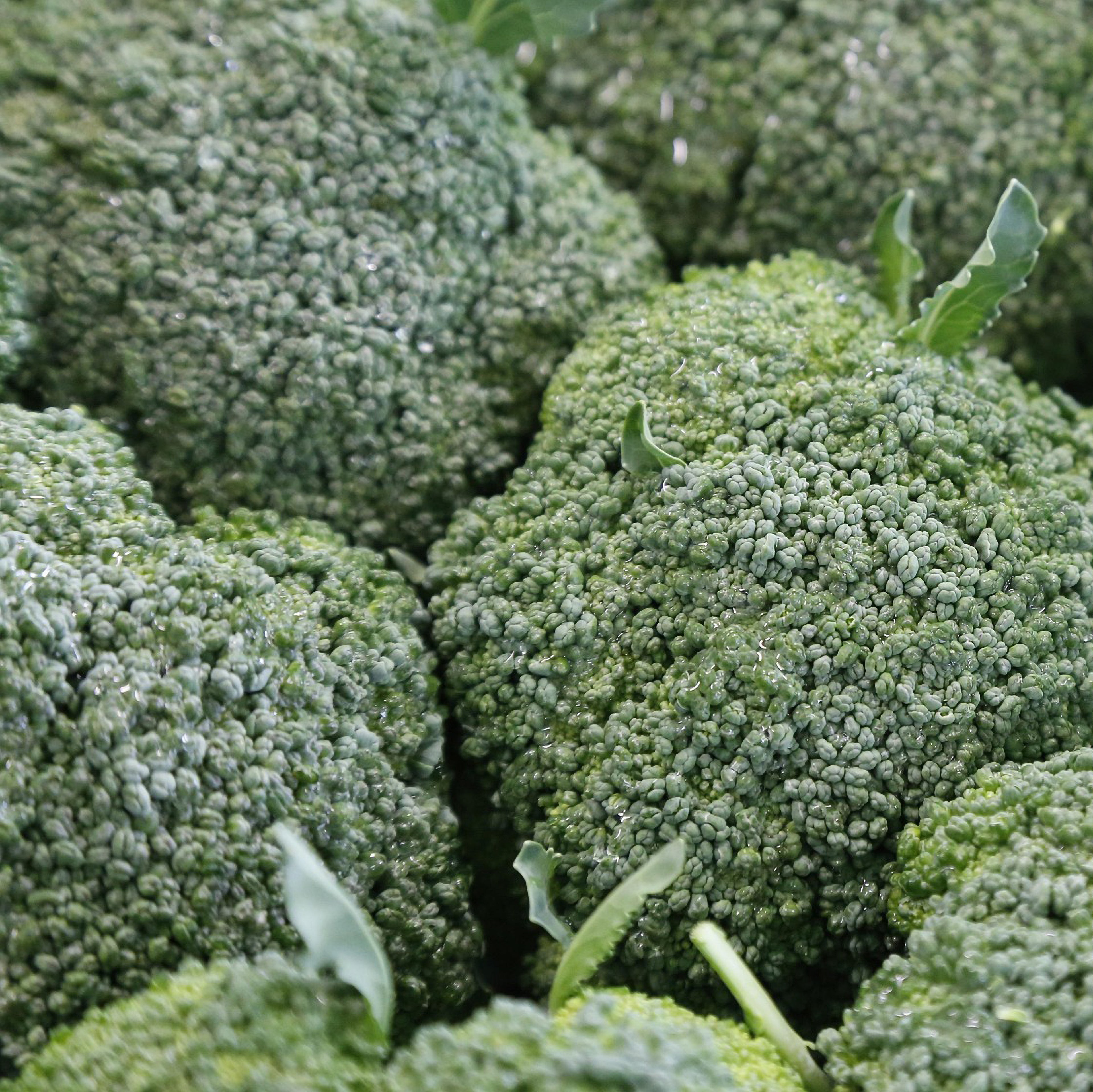 Waltham 29 Broccoli Seeds