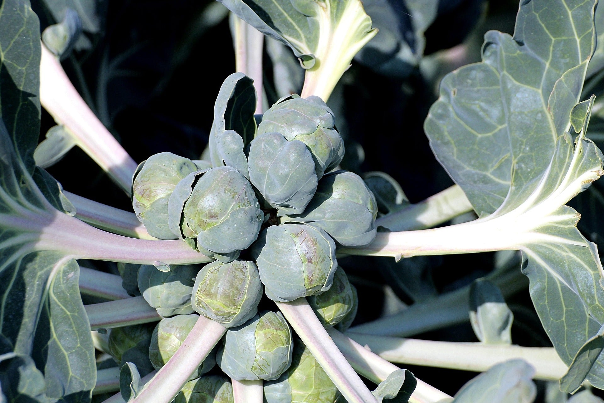 Brussels Sprouts Seeds