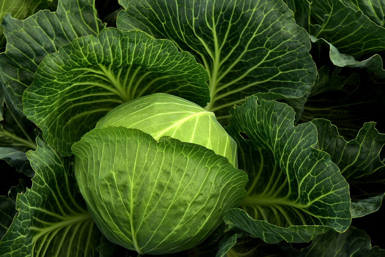 Copenhagen Early Cabbage Seeds