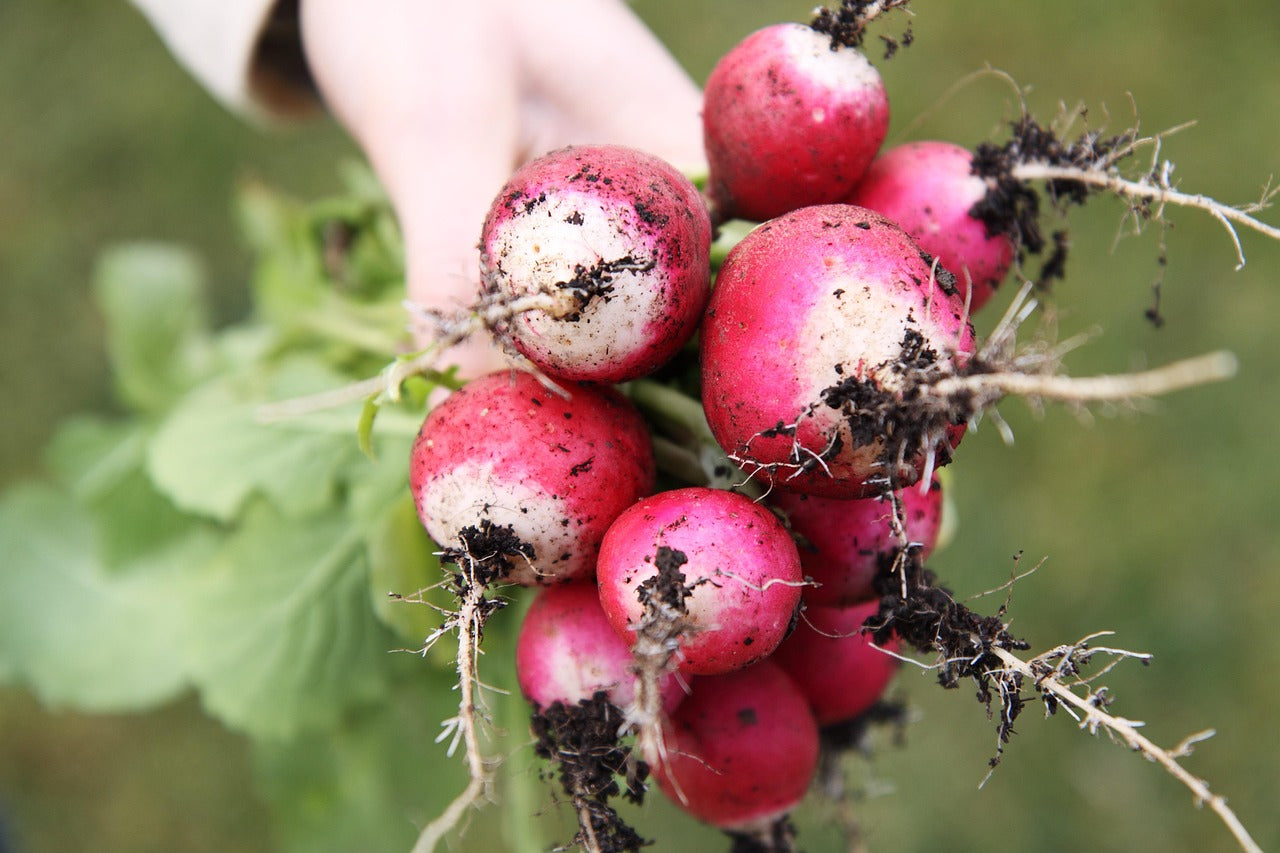 Fresh-Picked Heirloom Radishes French Breakfast