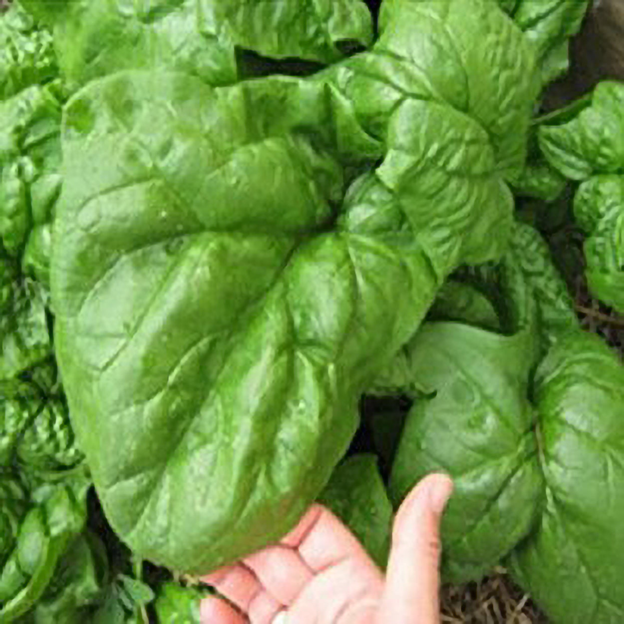Giant Noble Spinach Seeds