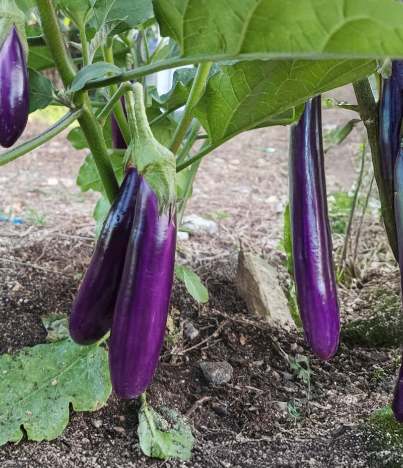 Eggplant Seeds, Long Purple