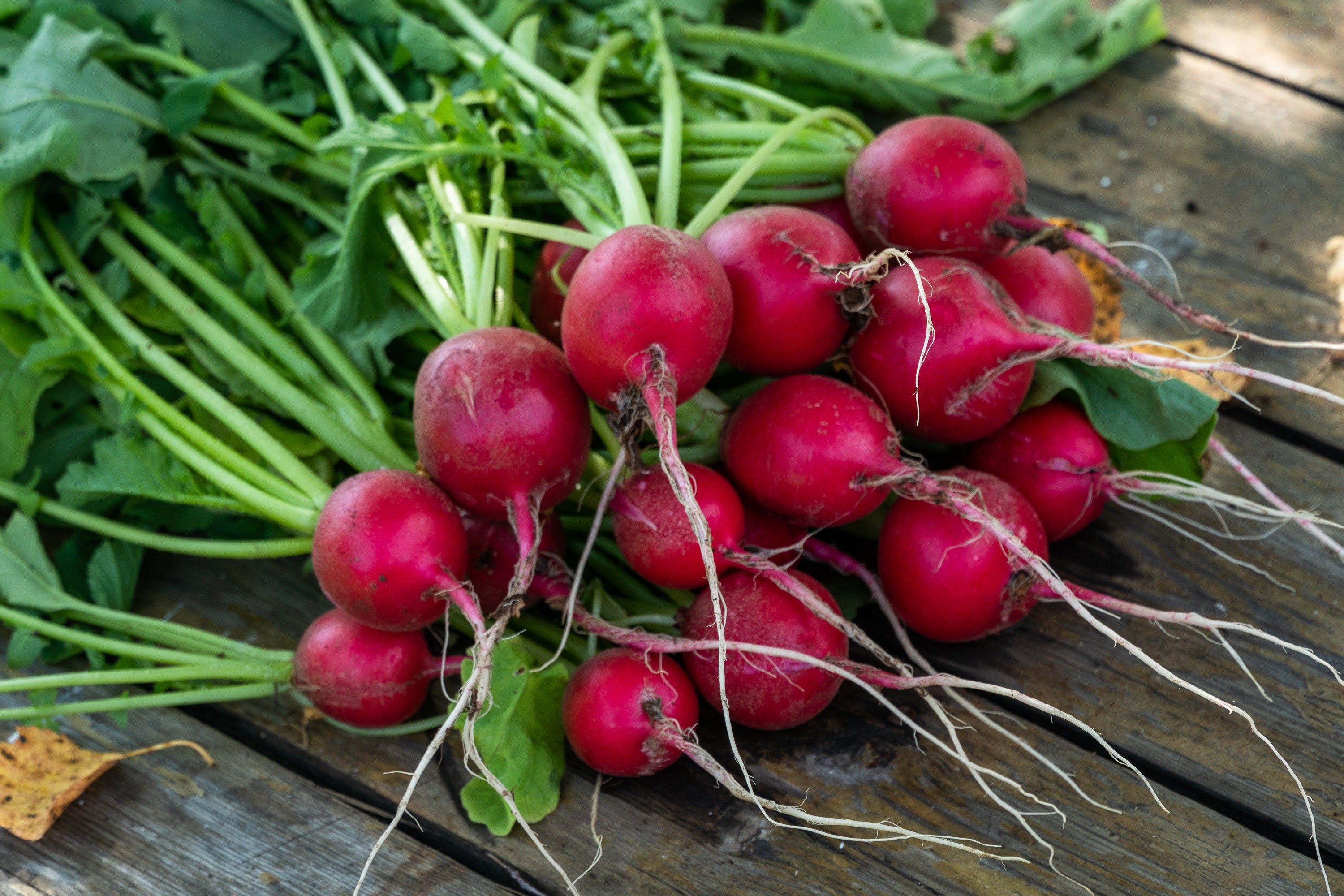 Cherry Belle Radish Seeds