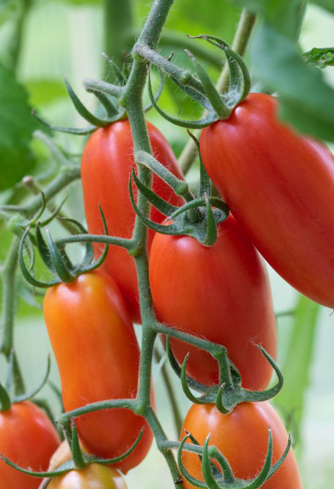 Ultimate Tomato Seed Collection – 6 Individually Packaged Varieties