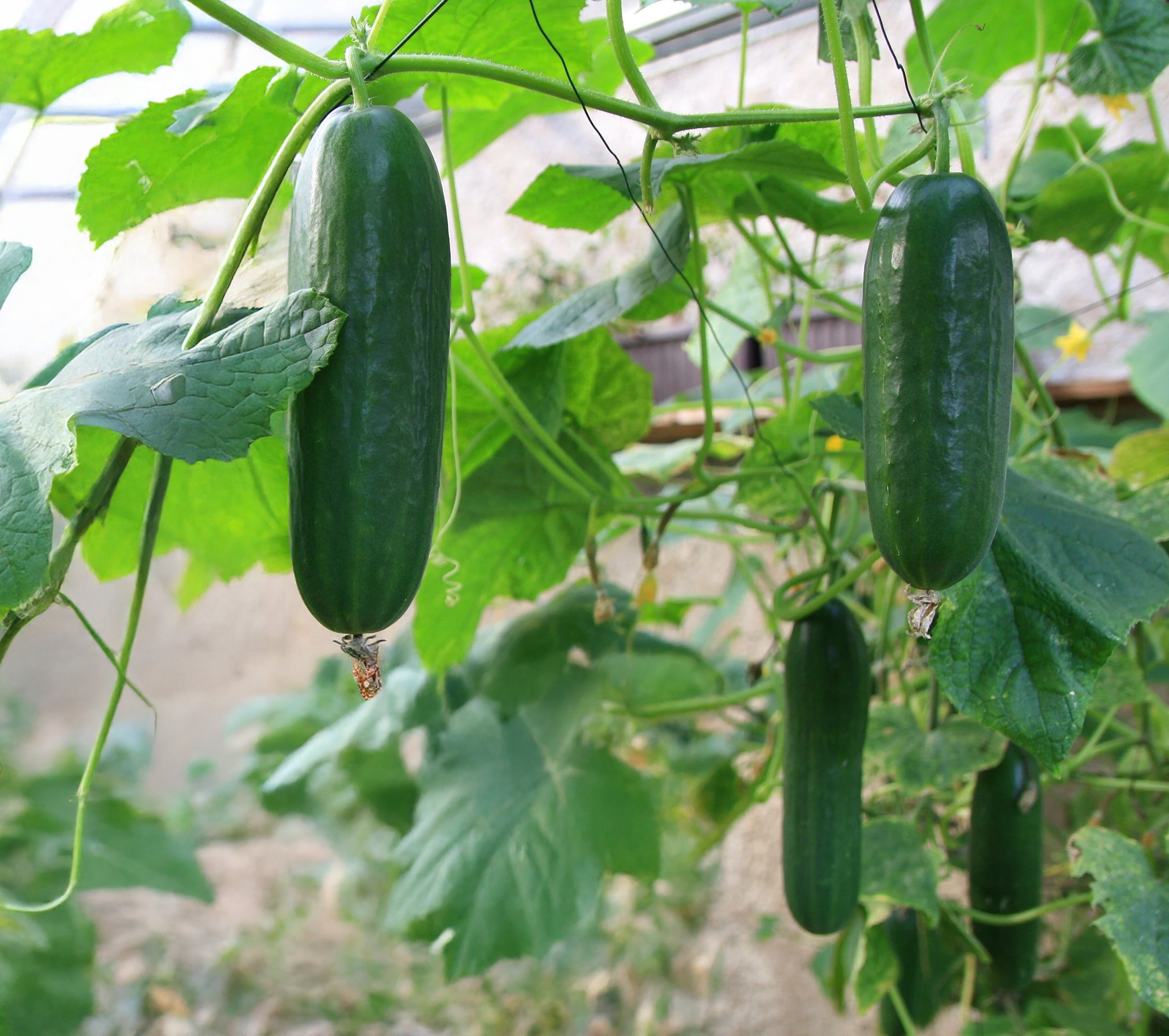 Straight Eight Cucumber Seeds