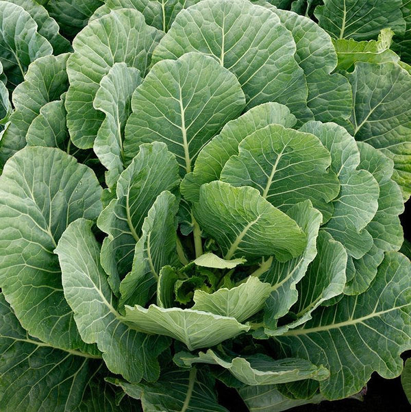 Vates Collards Seeds