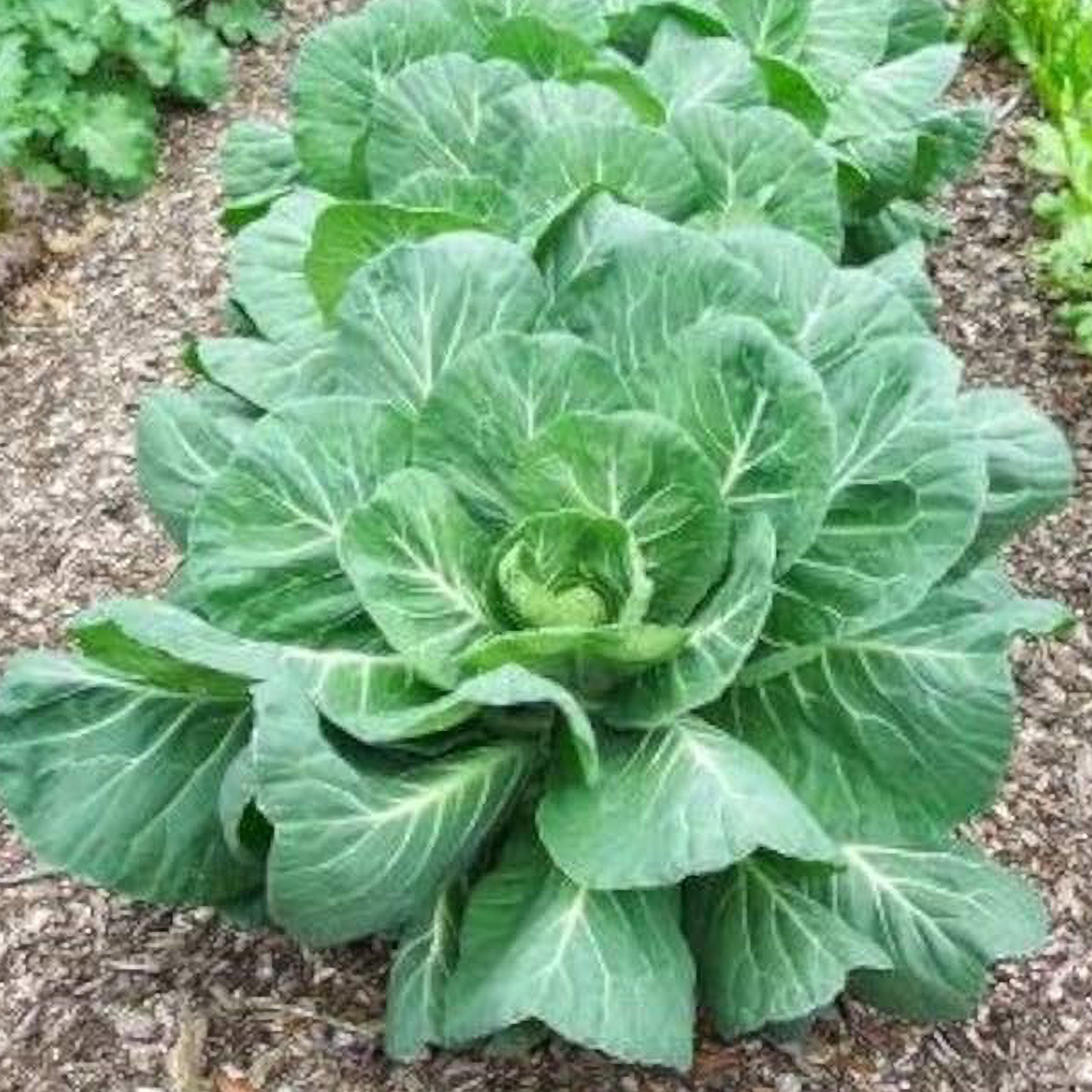 Vates Collards Seeds