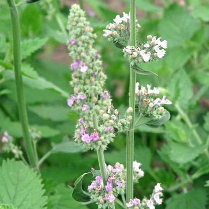 Catnip Seeds, Nepeta cataria