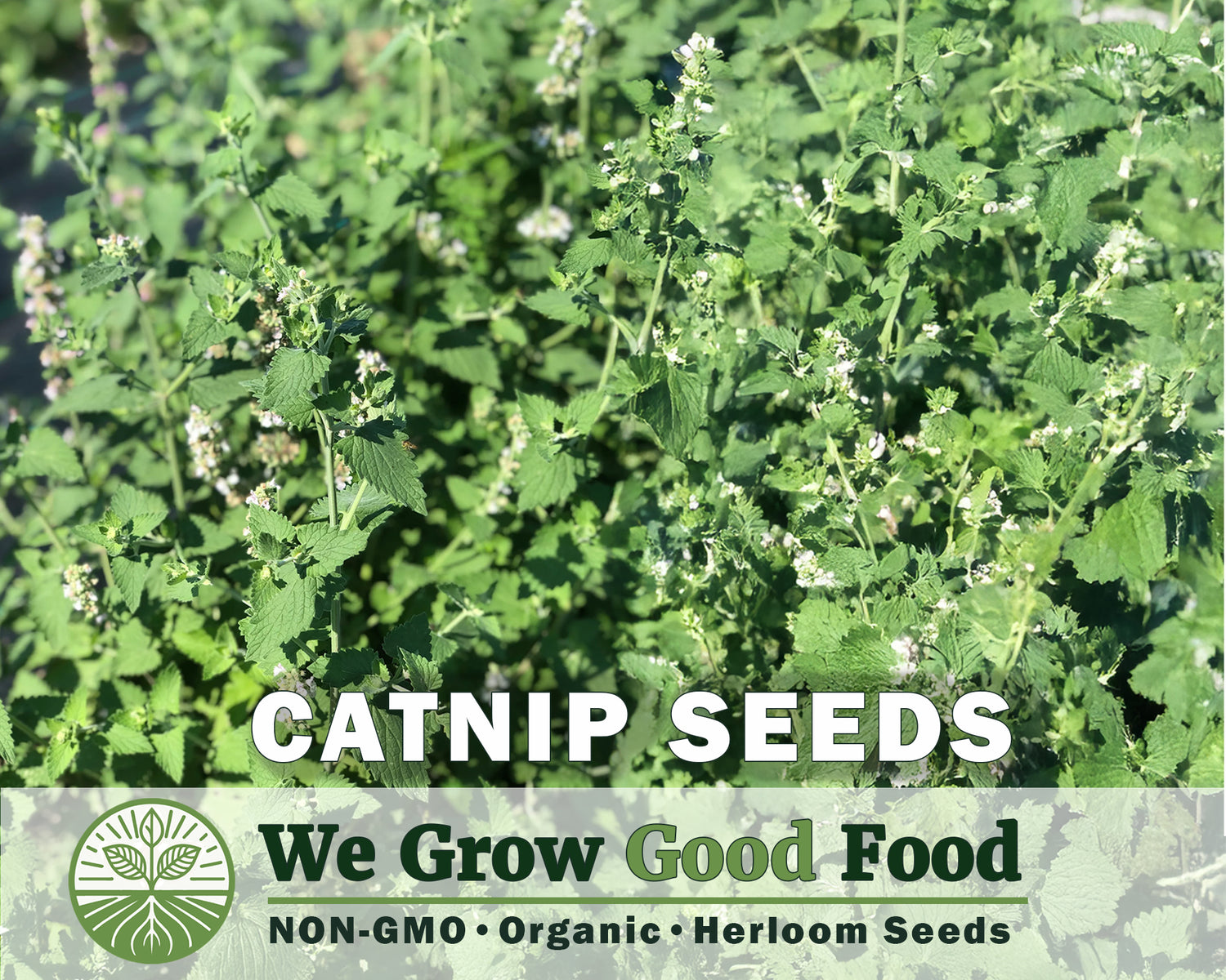 Catnip Seeds, Nepeta cataria