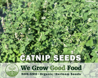 Catnip Seeds, Nepeta cataria
