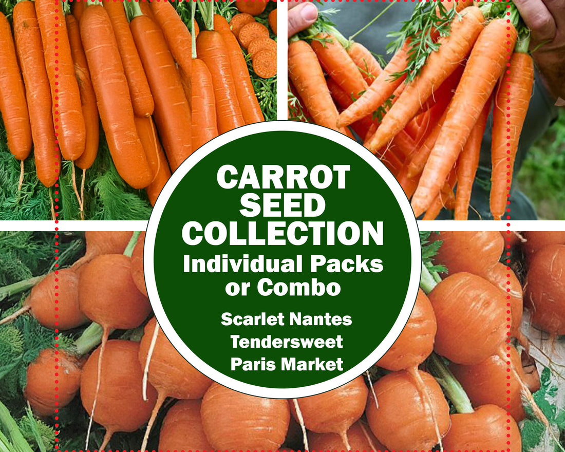 Carrot Variety Seed Pack – 3 Heirloom Types for Sweet, Round &amp; Juicy Roots