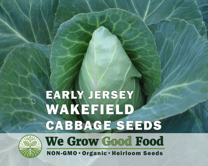 Cabbage Seeds, Early Jersey Wakefield