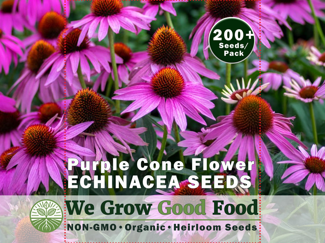 Echinacea (aka Purple Coneflower) Seeds