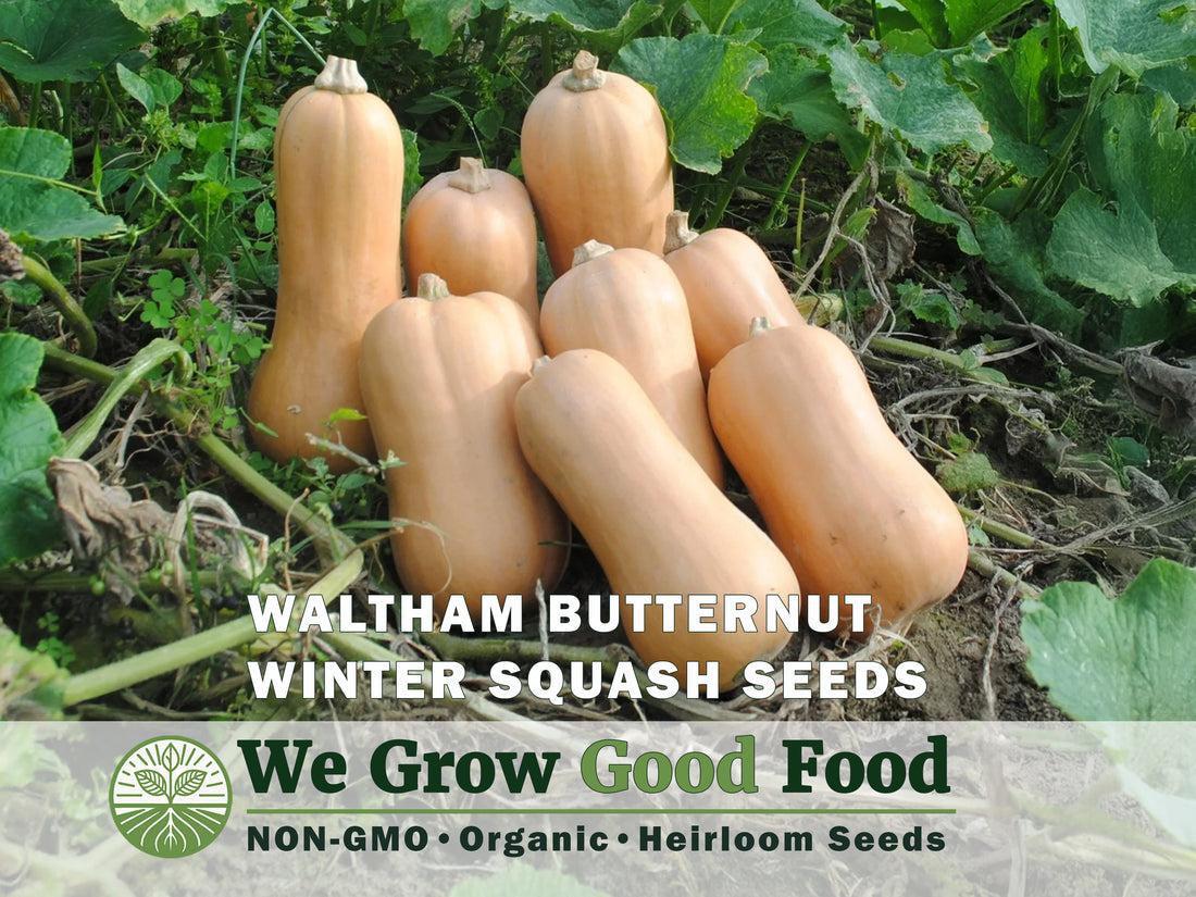 Garden-grown Waltham Butternut squash ready for harvest with classic tan winter squash shape. Freshly harvested Waltham Butternut squash growing in garden bed